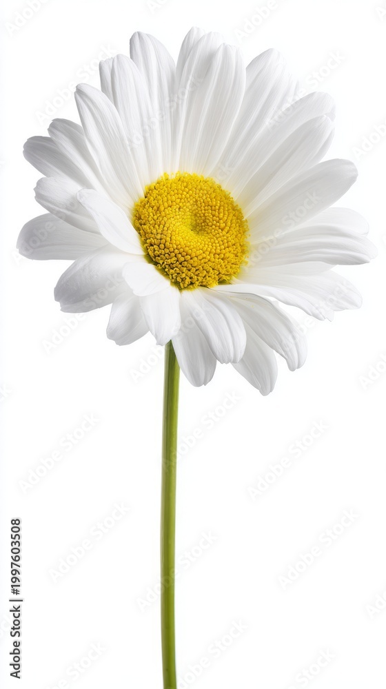 Fototapeta premium pistil. A single daisy flower in full bloom with pristine white petals and a bright yellow center. gardening catalogs, home-decor guides, designed for home decor and floral branding. 