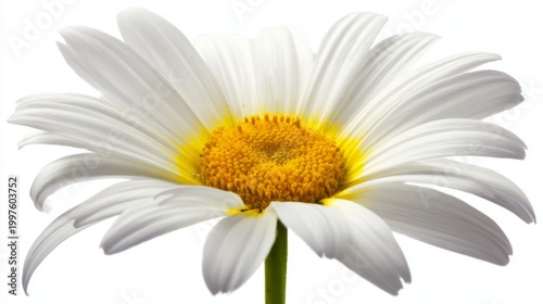 pistil. A single daisy flower in full bloom with pristine white petals and a ...