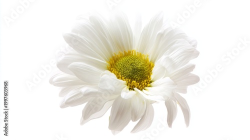pistil. A single daisy flower in full bloom with pristine white petals and a ...