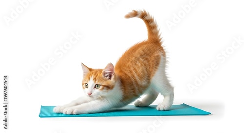 Cute ginger and white kitten doing a playful yoga stretch on a teal mat isolated on white.

