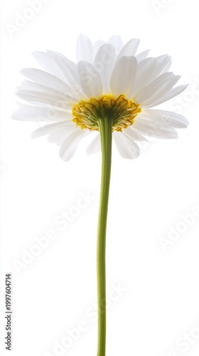 pistil. A single daisy flower in full bloom with pristine white petals and a ...