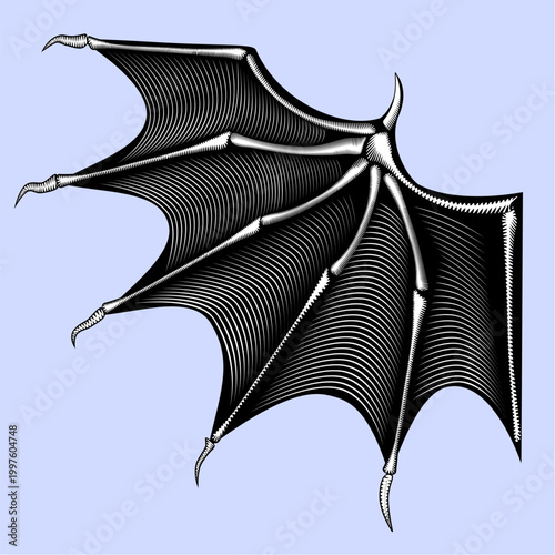 The open wing of a bat or a dragon isolated on white. Drawing in black and white vintage engraving style. Vector illustration