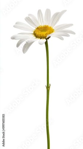 pistil. A single daisy flower in full bloom with pristine white petals and a ...