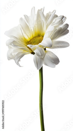pistil. A single daisy flower in full bloom with pristine white petals and a ...