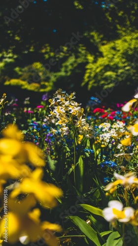 shrub. Sunlit garden with vibrant flowers and lush greenery, dappled light th...