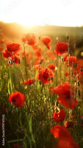 remembrance. A serene sunset bathes a field of vibrant red poppies in golden ...