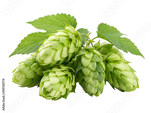 Fresh green hop cones with leaves on transparent background for beer brewing ingredients transparent background