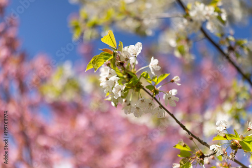 Blooming trees in spring on a sunny day, with fresh blossoms, bright natural light, and a cheerful seasonal atmosphere