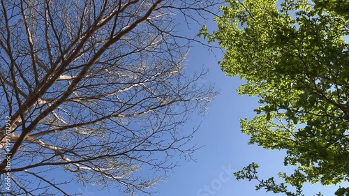 Low Angle View of Lush Green Tree Canopy and Bare Winter Branches Against a Clear Blue Sky, Seasonal Transition Concept, Natural Forest Background with Bright Sunlight