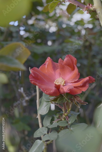 red rose hidden in garden