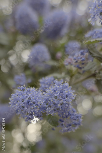 blue flower at dusk with bokeh
