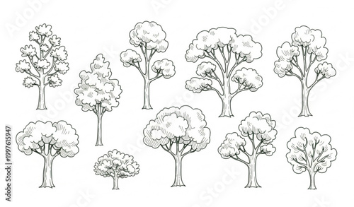 Hand drawn eco forest tree vector illustration with natural woodland scenery isolated on white