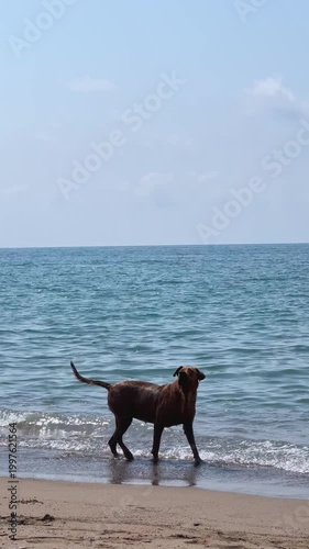 Brown dog walking on the beach with sea waves