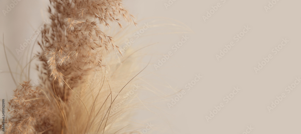 Fototapeta premium Smoke soft focus dry wild grass. Nature beige, brown neutral natural blur background.