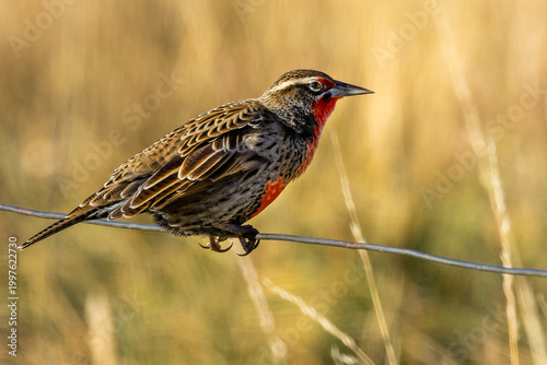 Long-tailed meadowlark 