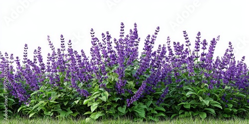 Front View of Salvia Flowers Bush Border Isolated on White