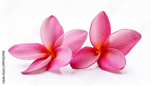 pink plumeria flower isolated on white background