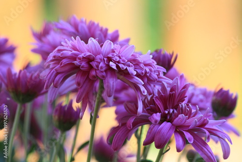 Foto Chrysanthemums in the garden, close-up
