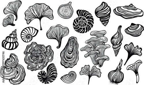 Black and white organic vector set featuring sea shells mushrooms ginkgo leaves and botanical line art elements
