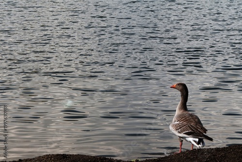 Goose  on the land with a pond with small waves 