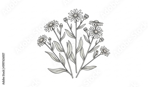 Hand drawn Kalimeris indica Indian aster vector illustration with wild botanical floral elements isolated on white