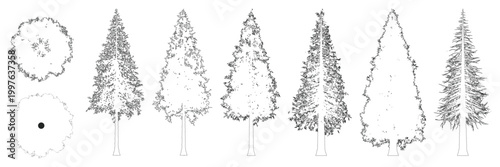 Redwood tree line illustration set with elevation and plan view for architectural landscape design, detailed botanical evergreen drawings, isolated on transparent background, editable stroke