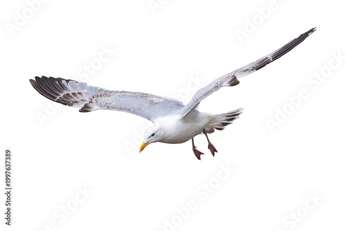 Fényképezés herring gull in flight