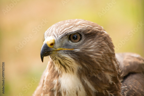 Photos Buzzard (close up)