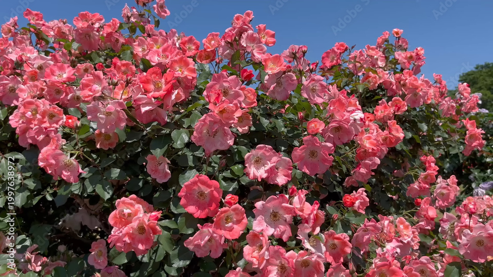 Fototapeta premium Photo of beautiful pink rose flowers in nature in sunny botanical garden. Buds of flowering plants. Picture for notebook cover, copybook, or calendar. Wild rosehip.