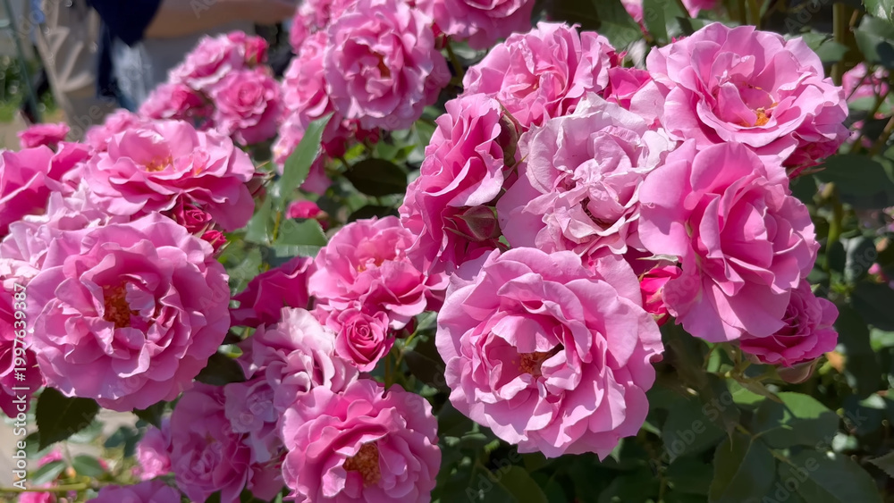 Obraz premium Photo of beautiful pink rose flowers in nature in sunny botanical garden. Buds of flowering plants. Picture for notebook cover, copybook, or calendar.