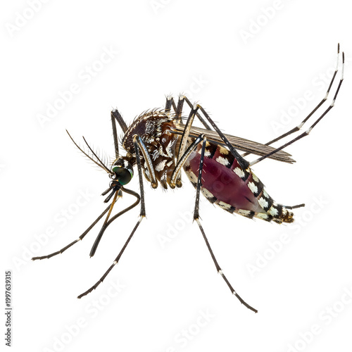Mosquito with engorged red blood-filled abdomen