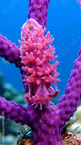 Vibrant Pink Coral Polyp on Purple Branch Underwater.