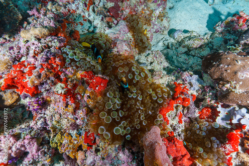 colorful coral reef