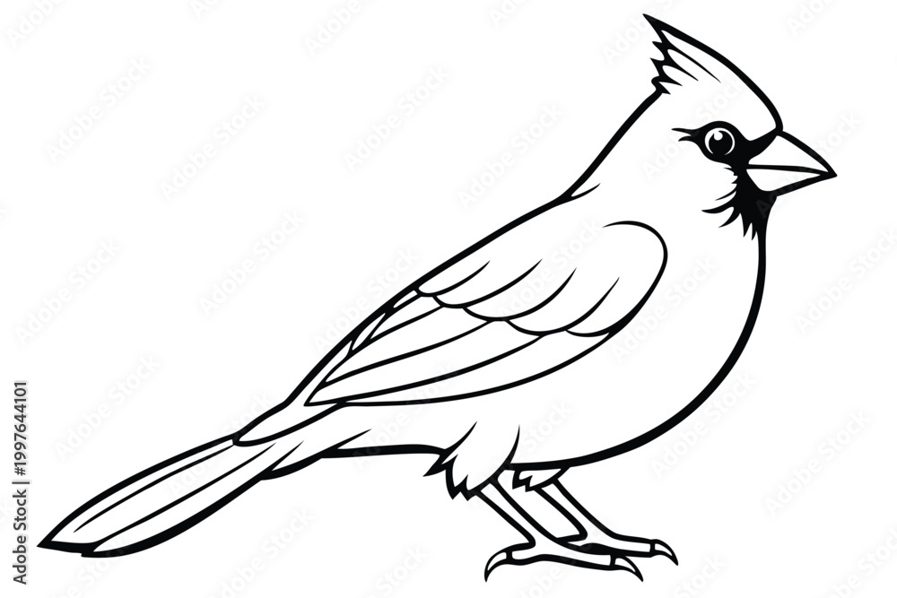Obraz premium cardinal silhouette line art vector illustration with a white background