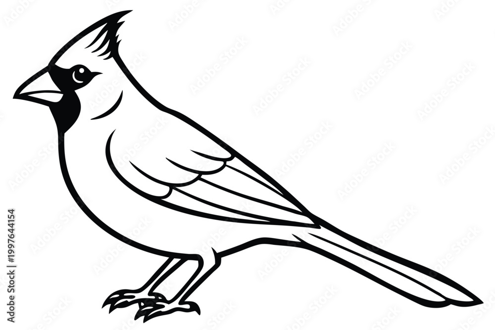 Fototapeta premium cardinal silhouette line art vector illustration with a white background