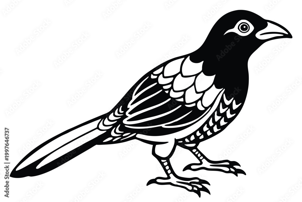 Fototapeta premium bowerbird silhouette line art vector illustration with a white background