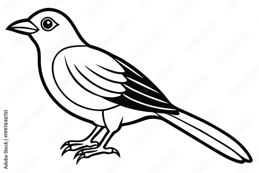 Fototapeta premium bowerbird silhouette line art vector illustration with a white background