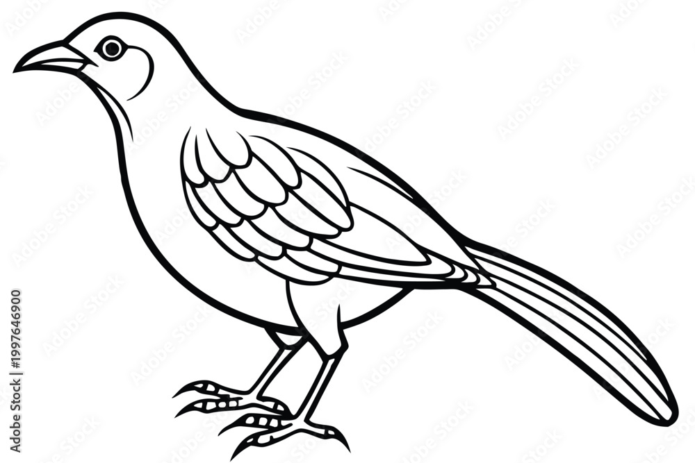 Fototapeta premium bowerbird silhouette line art vector illustration with a white background