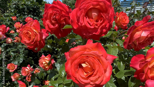 Photo of beautiful red rose flowers in 
nature in sunny botanical garden. Buds of flowering plants. Picture for notebook cover, copybook, or calendar.