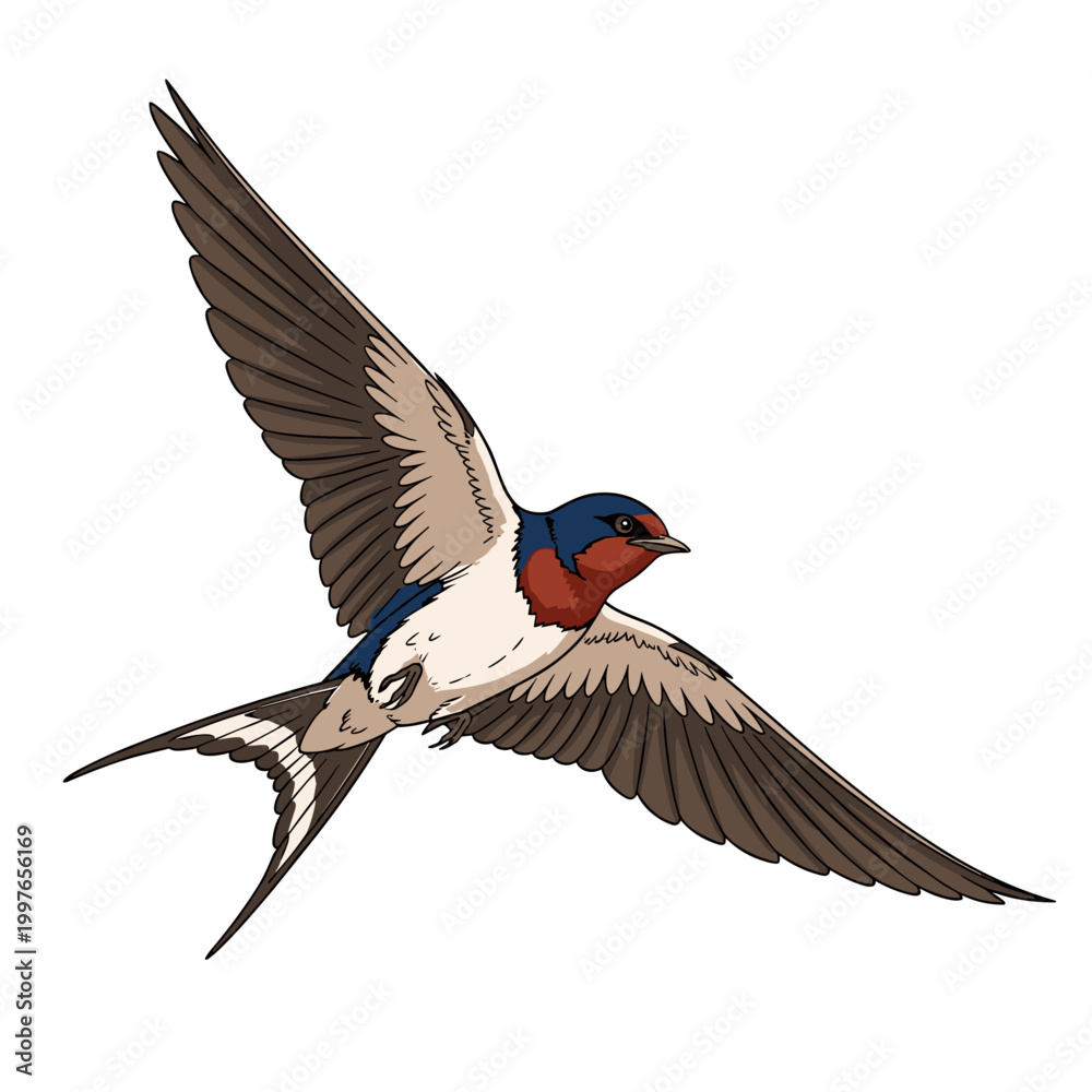 Fototapeta premium Flying Barn Swallow Bird Illustration