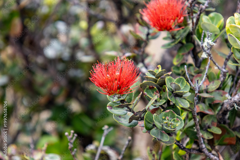 Fototapeta premium Macro of a red Ohi'a lehua flower blossom on the branch at Hawaii Volcanoes National Park Big Island