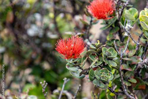 Macro of a red Ohi'a lehua flower blossom on the branch at Hawaii Volcanoes National Park Big Island