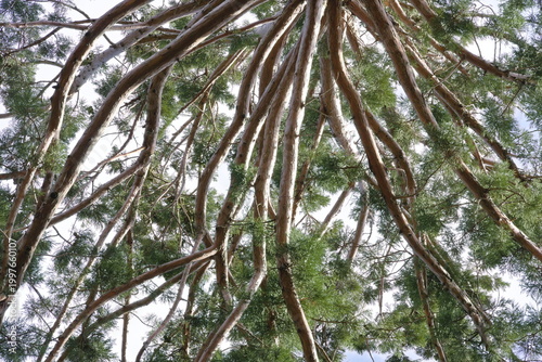 Green sequoia tree branches forming a canopy viewed from below