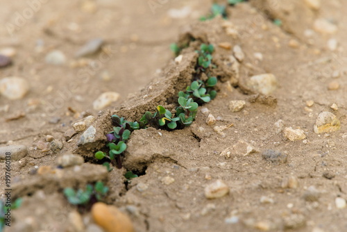 White mustard seedlings emerging from soil with copy space
