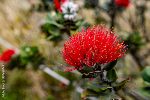 Macro view of a red Ohi'a Lehua blossom endemic to Hawaii Volcanoes National Park on the Big Island Hawaii