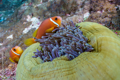 Konstfotografi clown fish on coral reef
