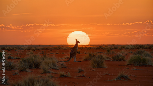 Red kangaroo silhouette in the Australian outback at sunset, wild nature of Australia.