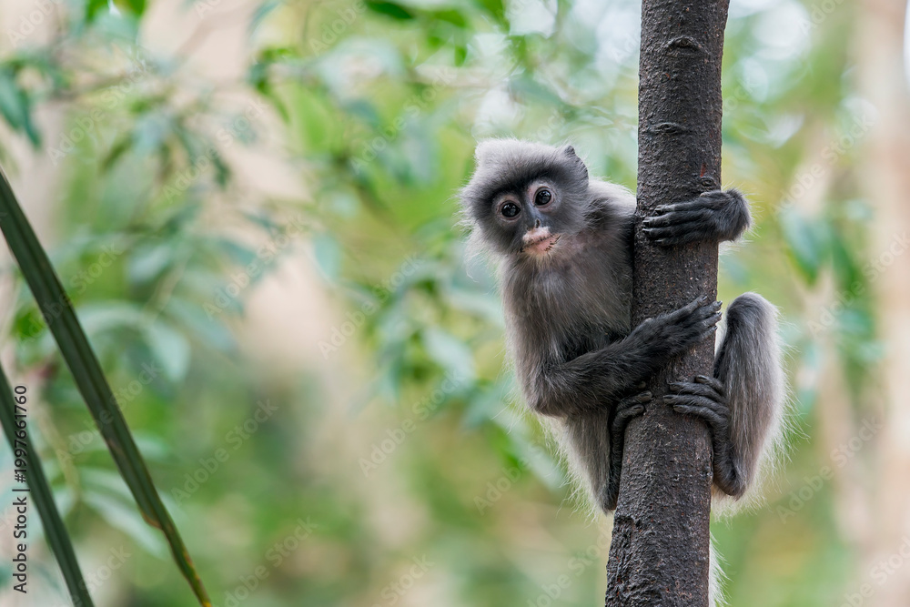 Fototapeta premium A curious young Indochinese Grey Langur sits in a tree in Thailand, Asia.