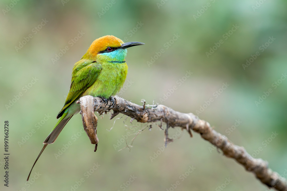 Fototapeta premium An Asian Green Bee-eater on a branch in Thailand, Asia.