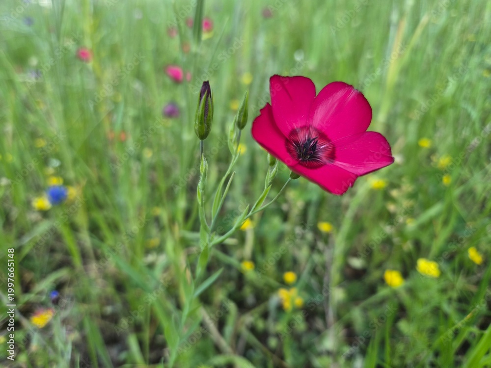 Fototapeta premium red poppy flowers